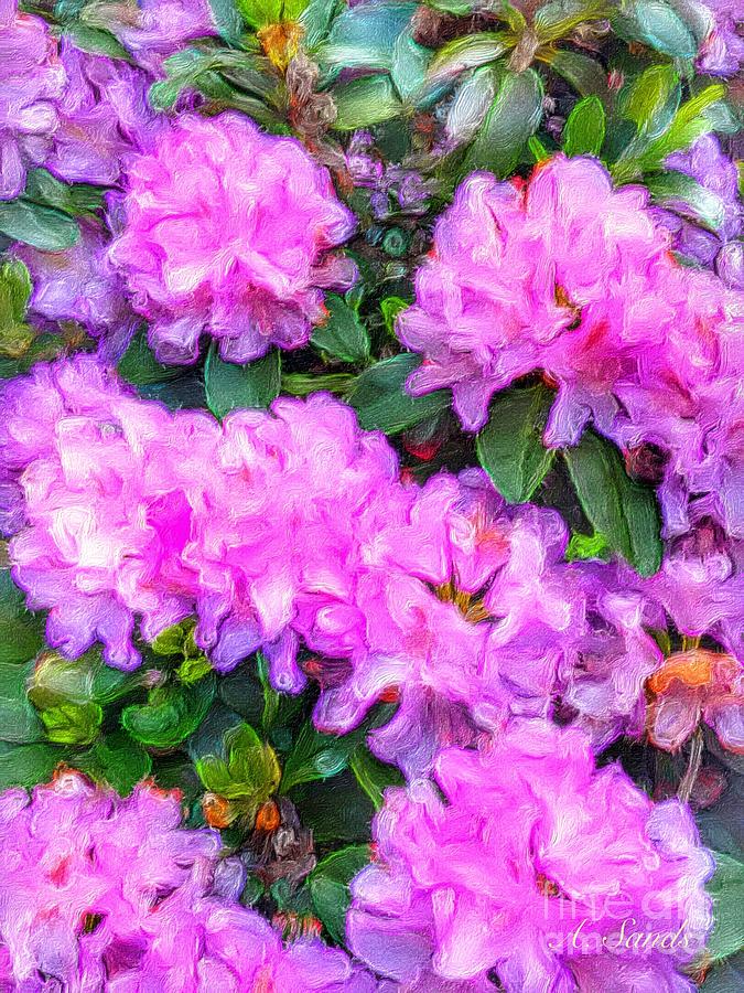 Pink Rhododendron Photograph by Anne Sands
