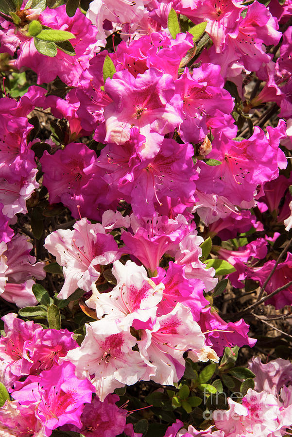 Pink Rhododendron Blooms Photograph by Bob Phillips