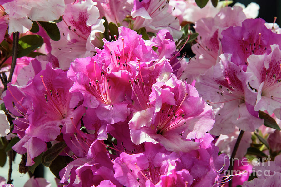 Pink Rhododendron Photograph by Bob Phillips