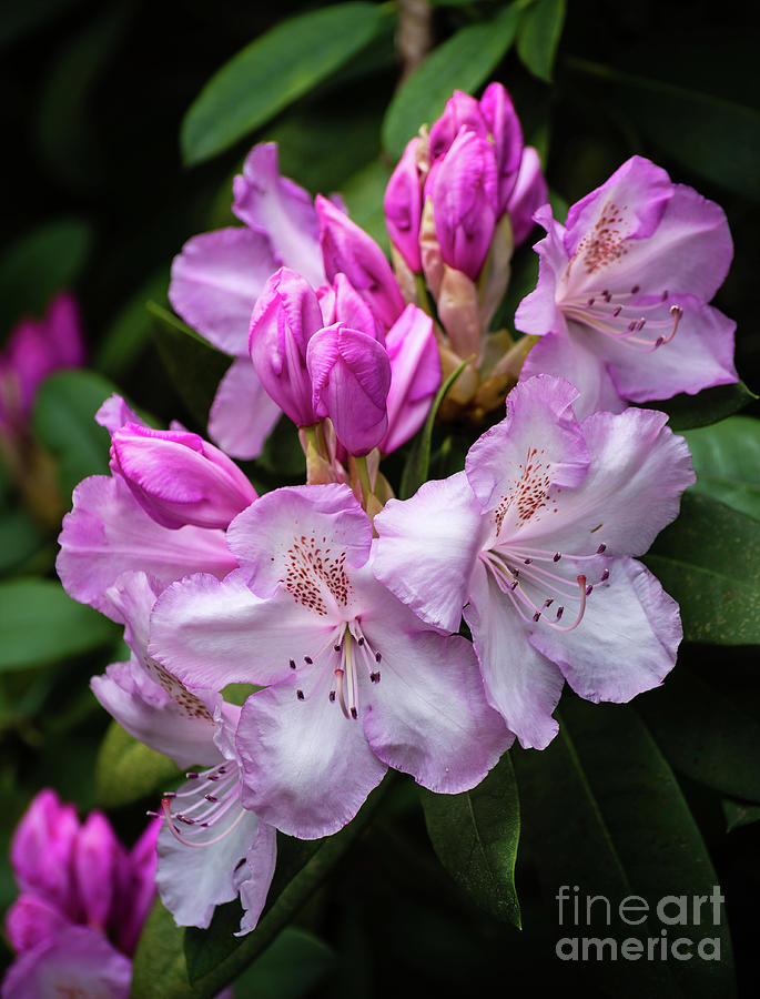 Pink Rhododendron Photograph by Carol Lloyd