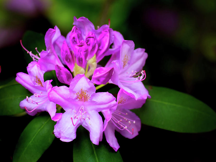 Pink Rhododendron Photograph by Carolyn Derstine