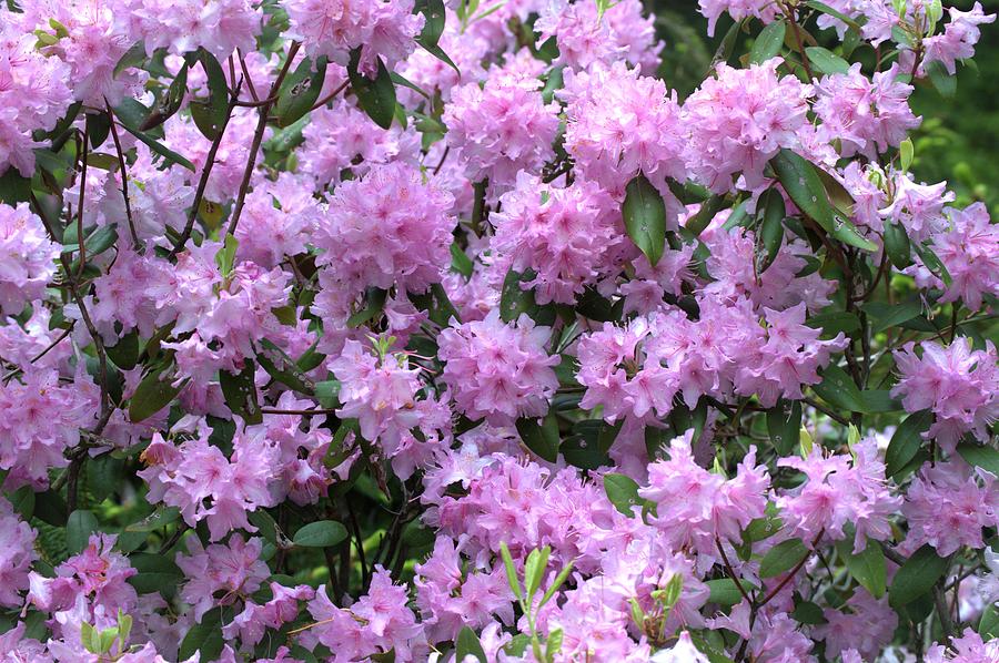 Pink Rhododendron Photograph by Charles HALL