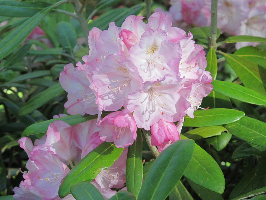 Pink Rhododendron Photograph by Cindy Kellogg - Pixels