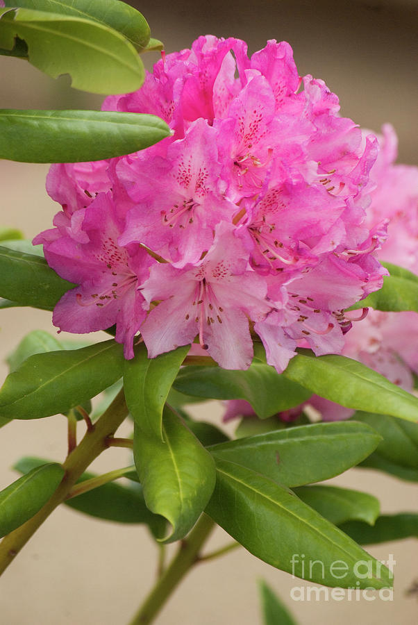 Pink rhododendron Photograph by Jim And Emily Bush