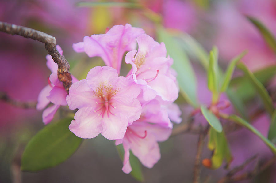 Pink Rhododendron Flowers Photograph by Jenny Rainbow