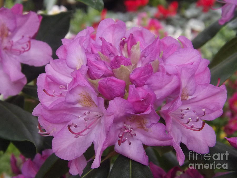 Soft Purple Rhododendron  Photograph by Lingfai Leung
