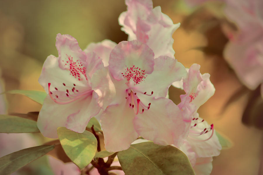 Flower Photograph - Pink Rhododendron by Sharon Lisa Clarke