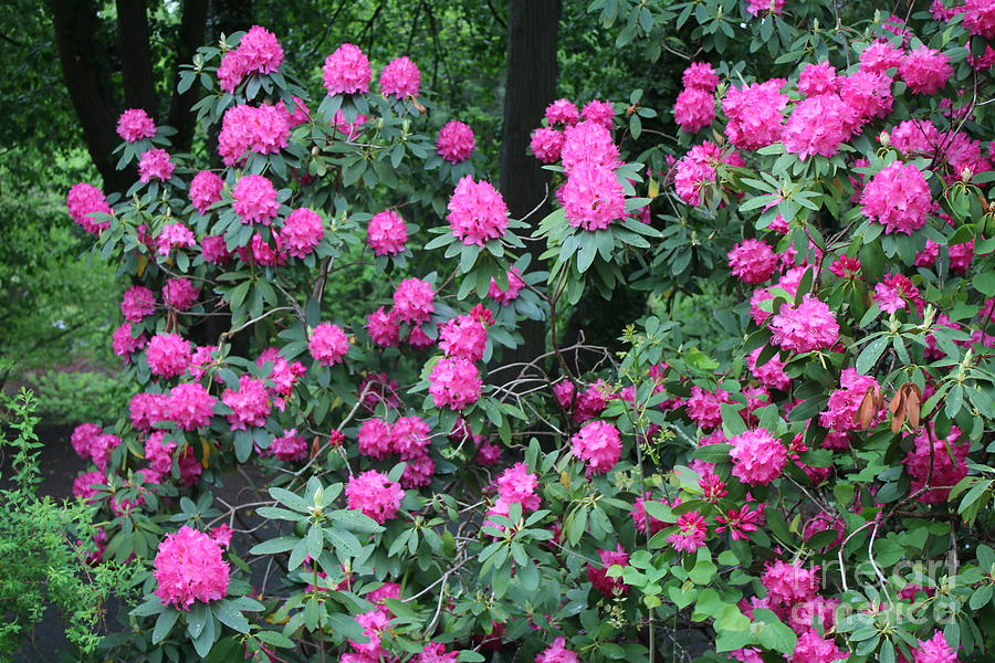 Spring Photograph - Pink Rhododendron Shrub by Carol Groenen
