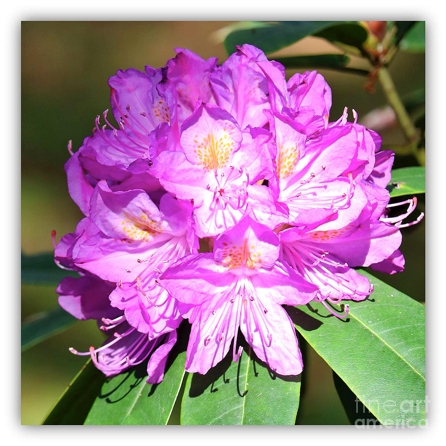 Pink Rhododendron Square with White Border Photograph by Carol Groenen
