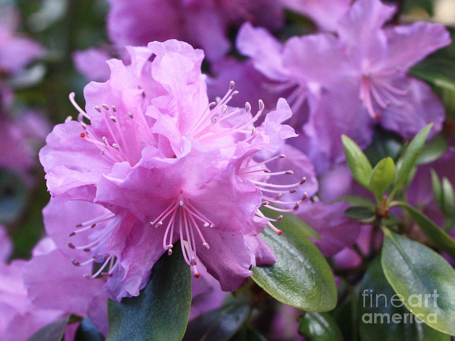 Light Purple Rhododendron with Leaves Photograph by Carol Groenen
