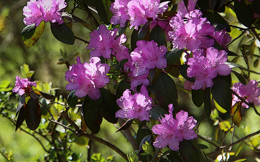 Pink Rhododendron Photograph by Yvonne Wright