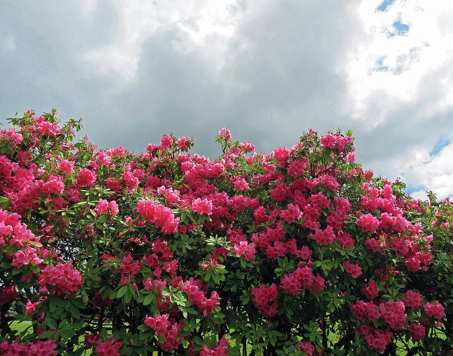 Pink Rhododendrons Photograph by Pema Hou