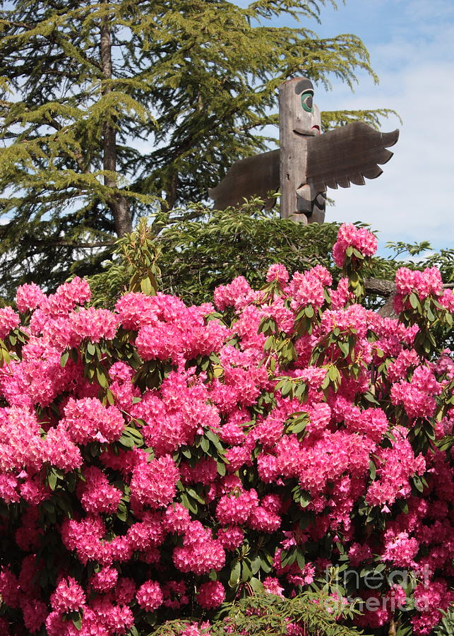 Pink Rhododendrons with Totem Pole Photograph by Carol Groenen