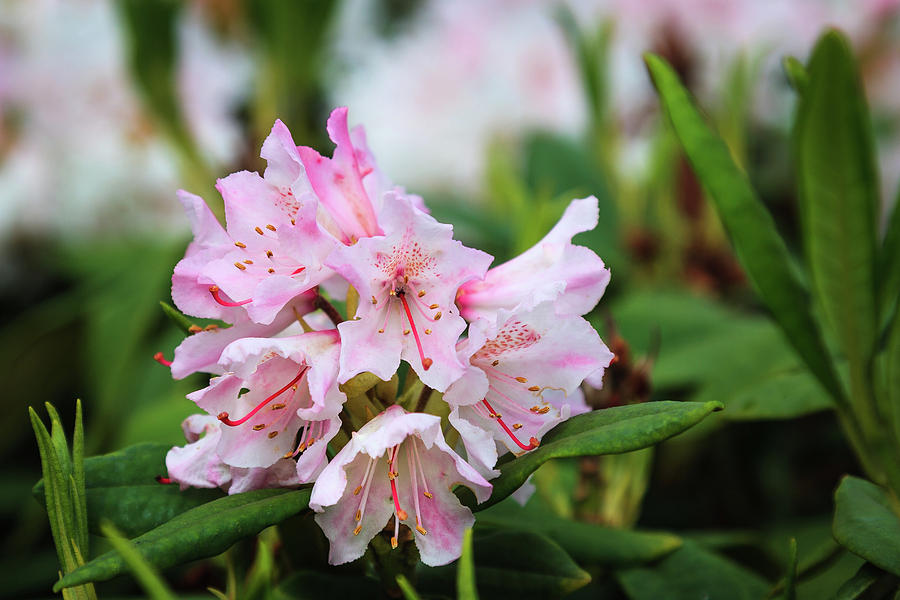Pink Rhodondendron Spring Flower Photograph