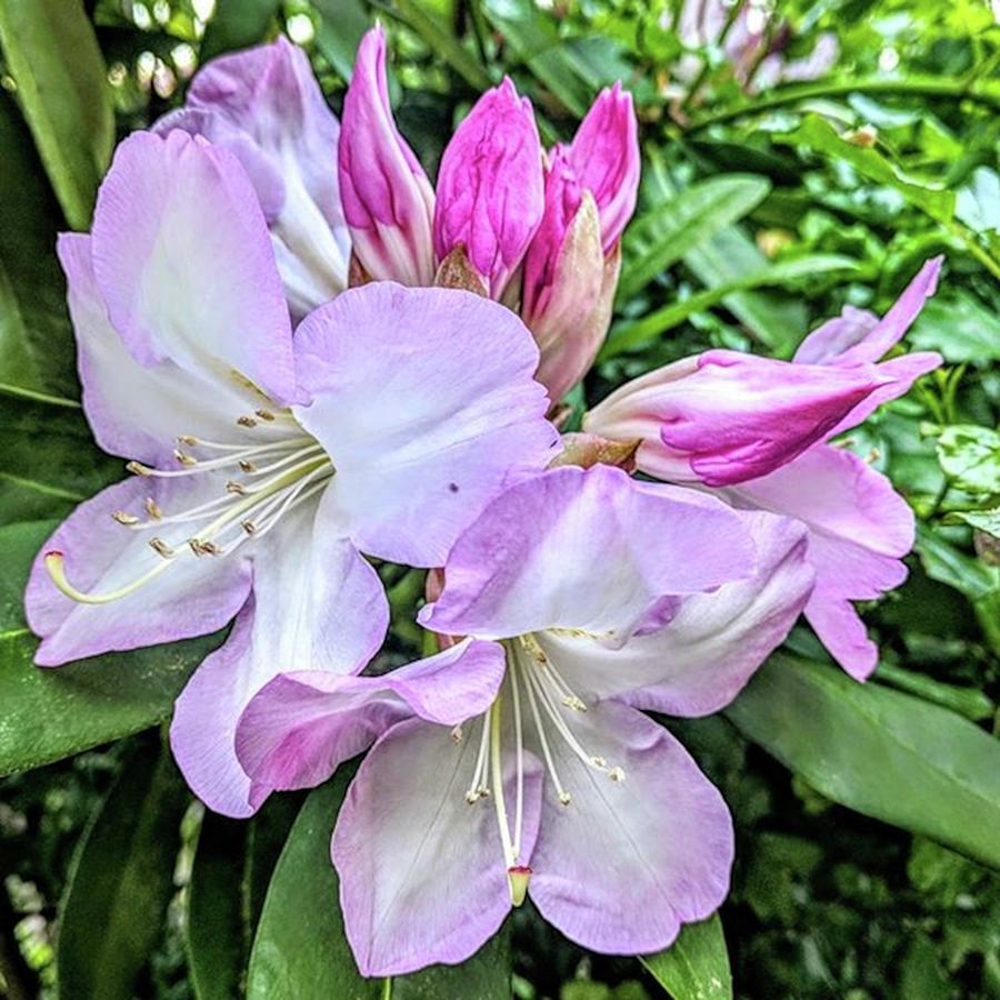 Rhododendron Photograph - Pink Rhododendron  by Valerie Shinn