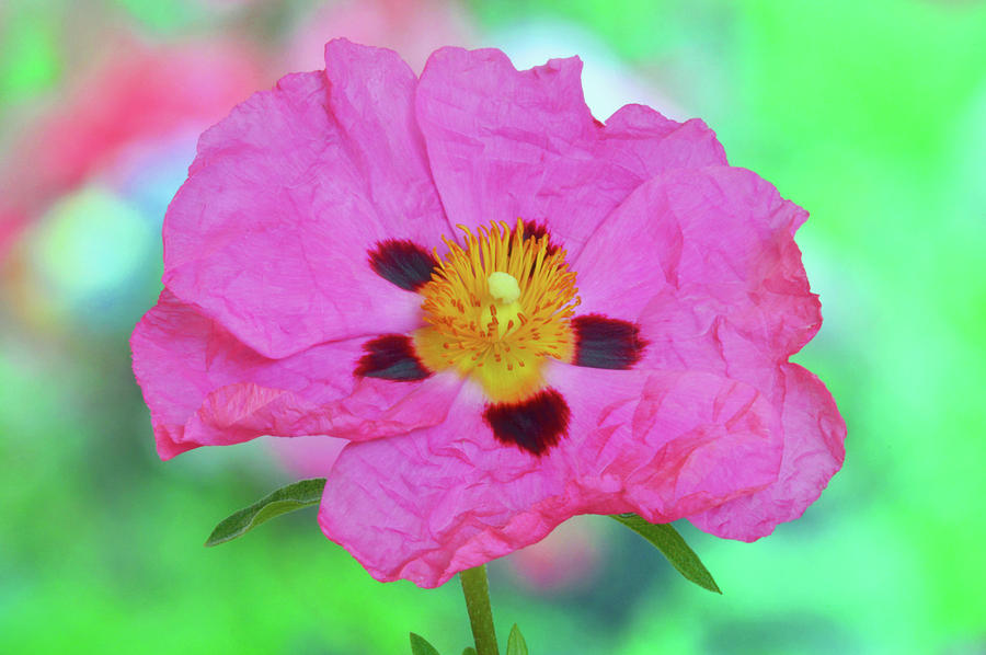 Pink Rock Rose Photograph by Terence Davis