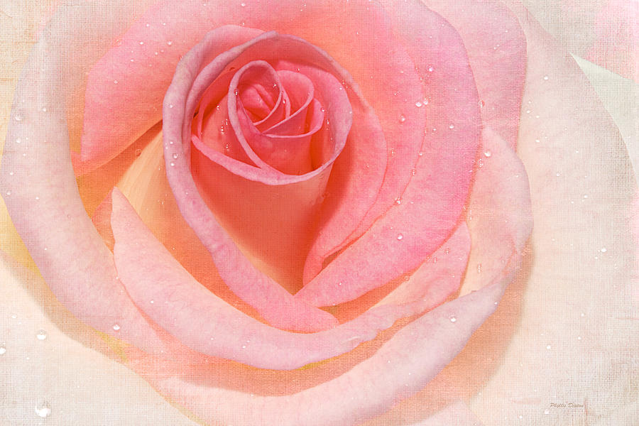 Rose Photograph - Pink Romance by Phyllis Denton