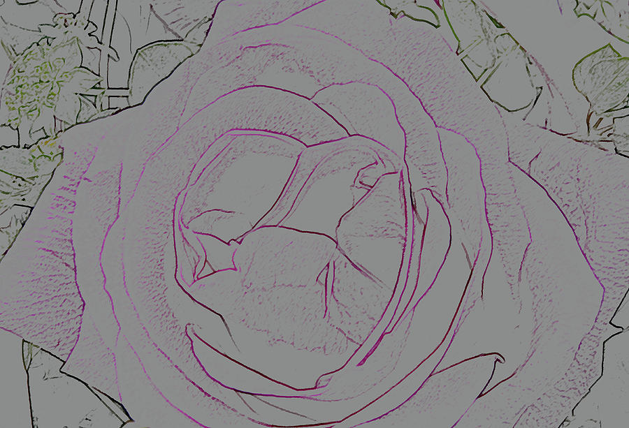 Pink Rose - LineArt Photograph by ShaddowCat Arts - Sherry