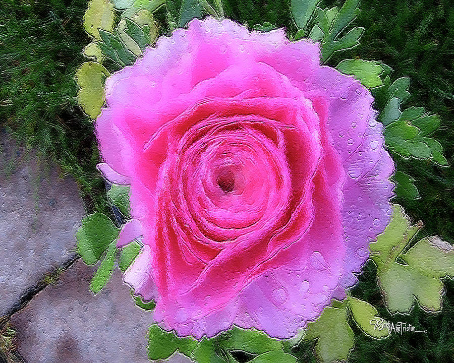 Pink Rose #064 Photograph by Barbara Tristan