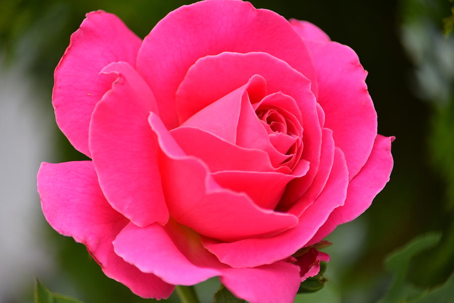 Pink Peace Rose - 1 Photograph