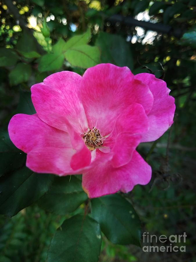 Pink Rose 1 Photograph by Maria Urso