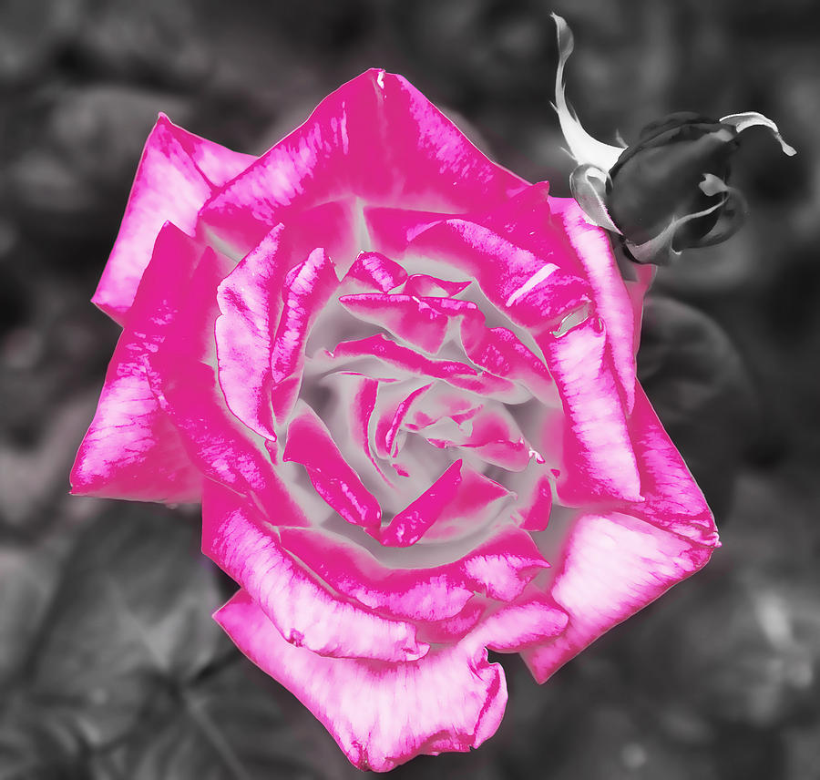 Pink Rose 2 Photograph by Alex Art