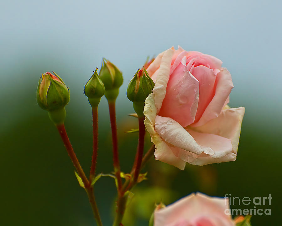 Pink Rose 2 Photograph by Edward Sobuta