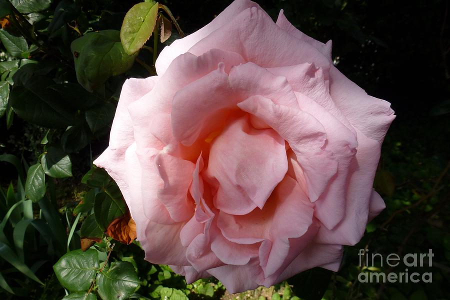 Pink Rose 2 Photograph by Jean Bernard Roussilhe