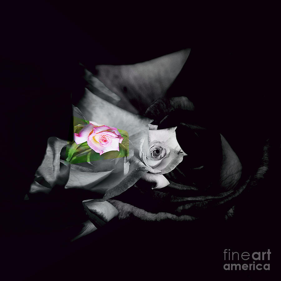 Pink Rose 2 Shades of Grey Photograph by Elaine Hunter
