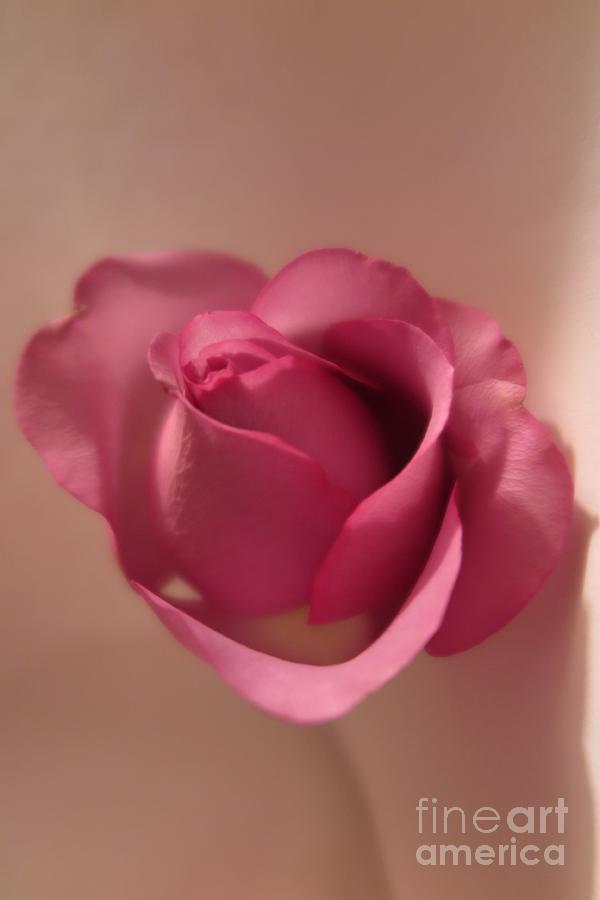 Pink Rose 2 Photograph by Tara  Shalton