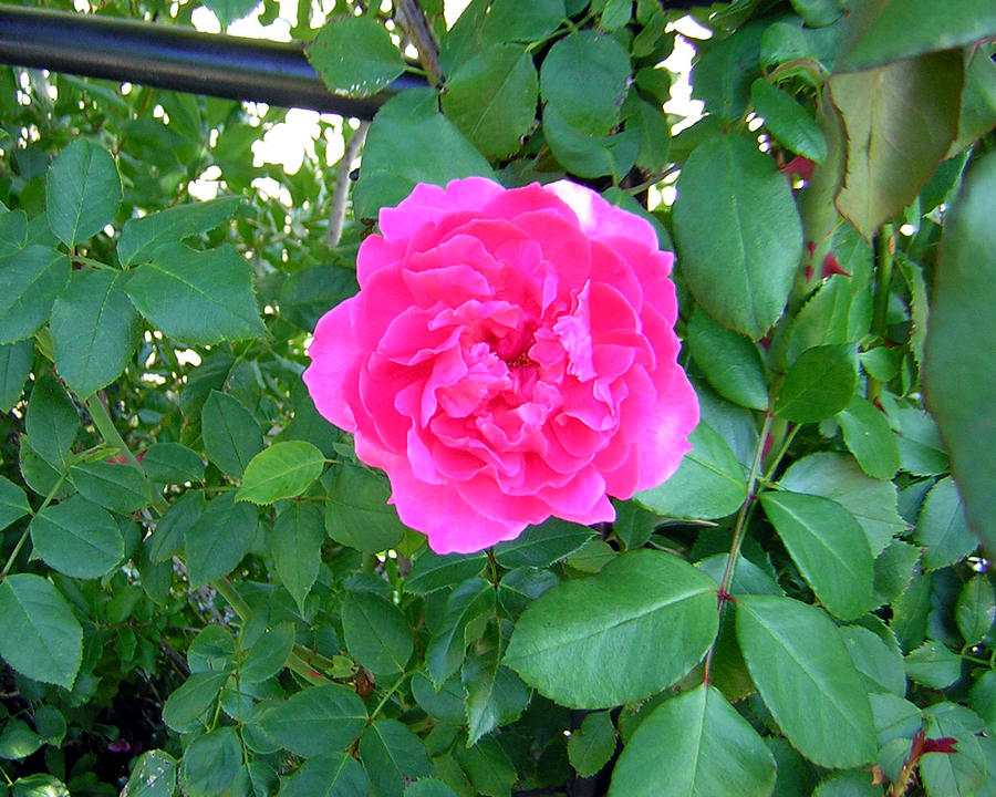 Pink Rose 3 Photograph by George Jones