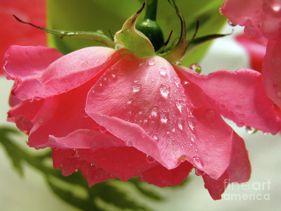 Pink Rose 3 Photograph by Kim Tran