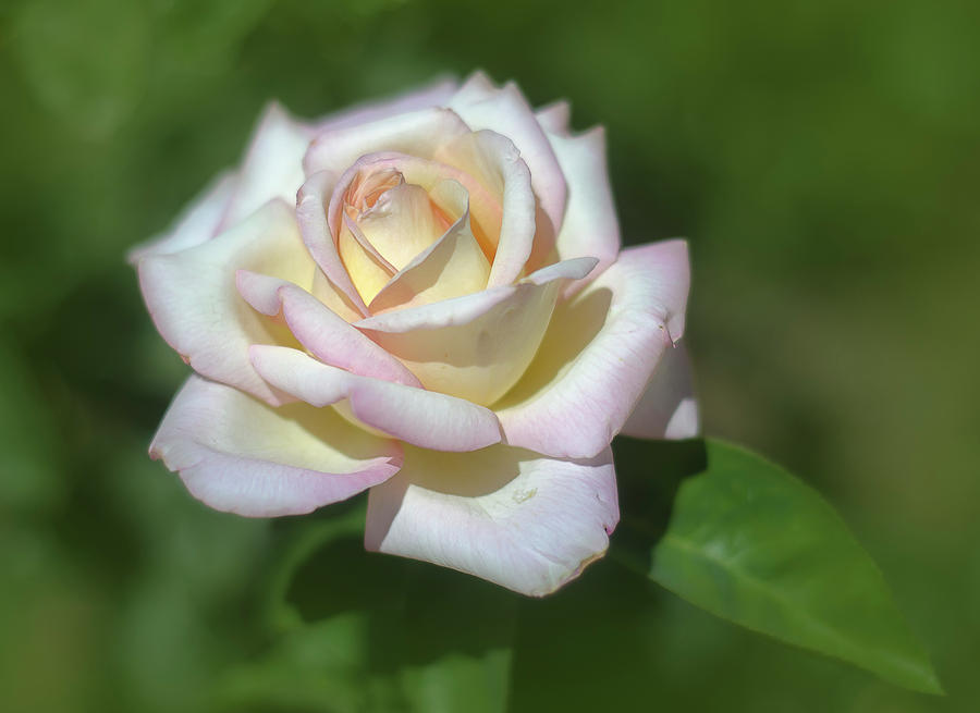 Pink Rose 3 Photograph by Rick Mosher