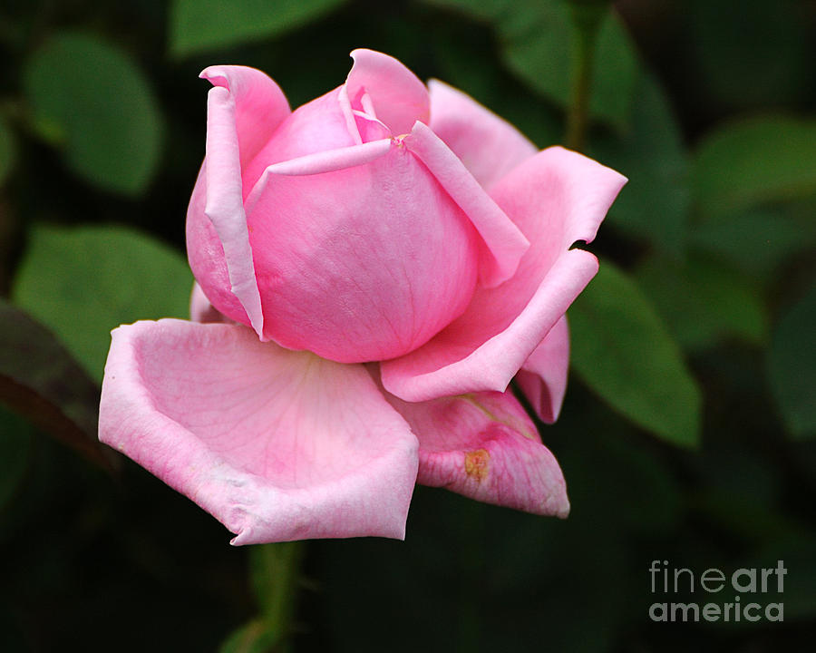 Pink Rose 4 Photograph by Edward Sobuta