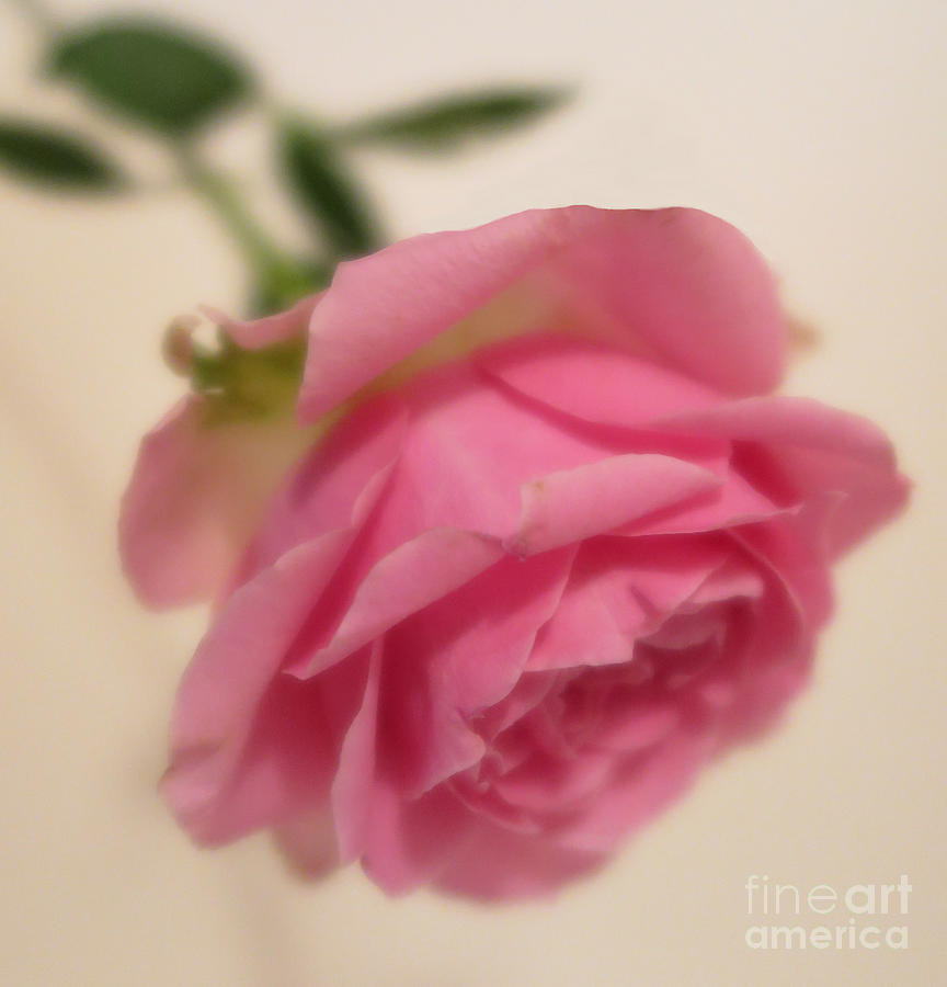 Pink Rose 4 Photograph by Tara Shalton