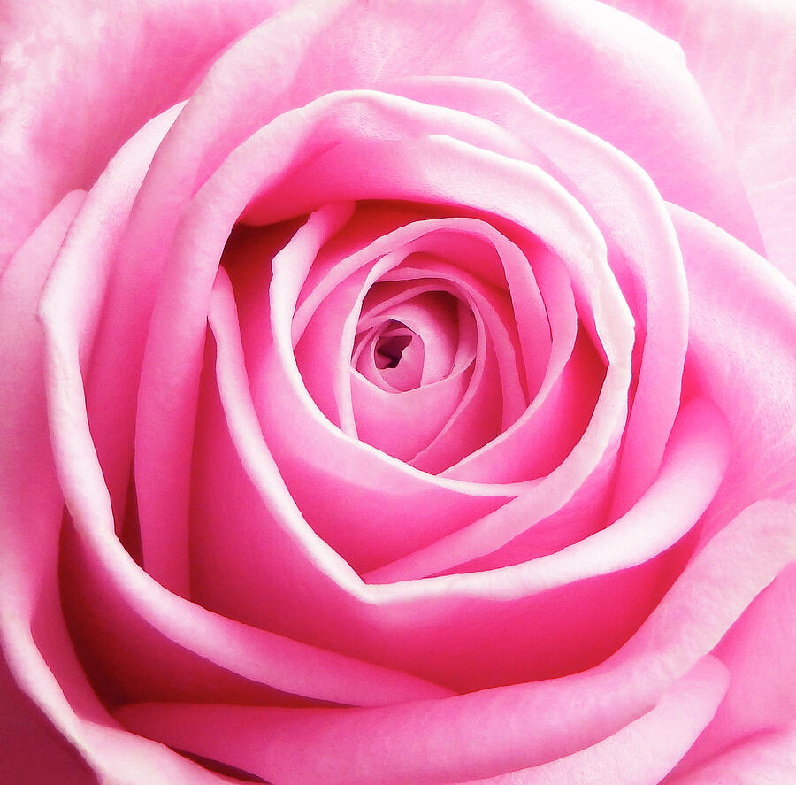 Pink Rose 5 Photograph by Johanna Hurmerinta