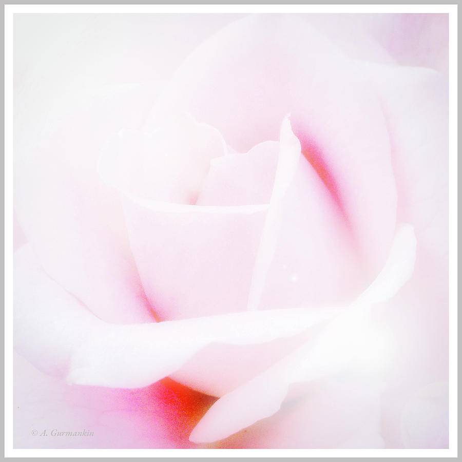 Pink Rose Photograph by A Macarthur Gurmankin
