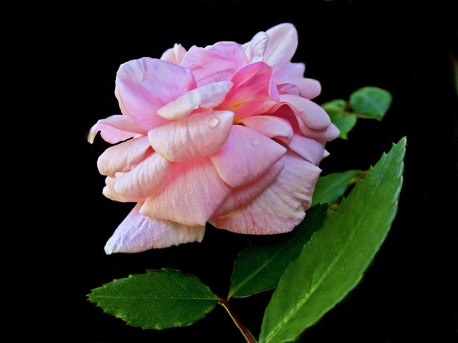 Pink Rose After The Rain Photograph by Joyce Dickens