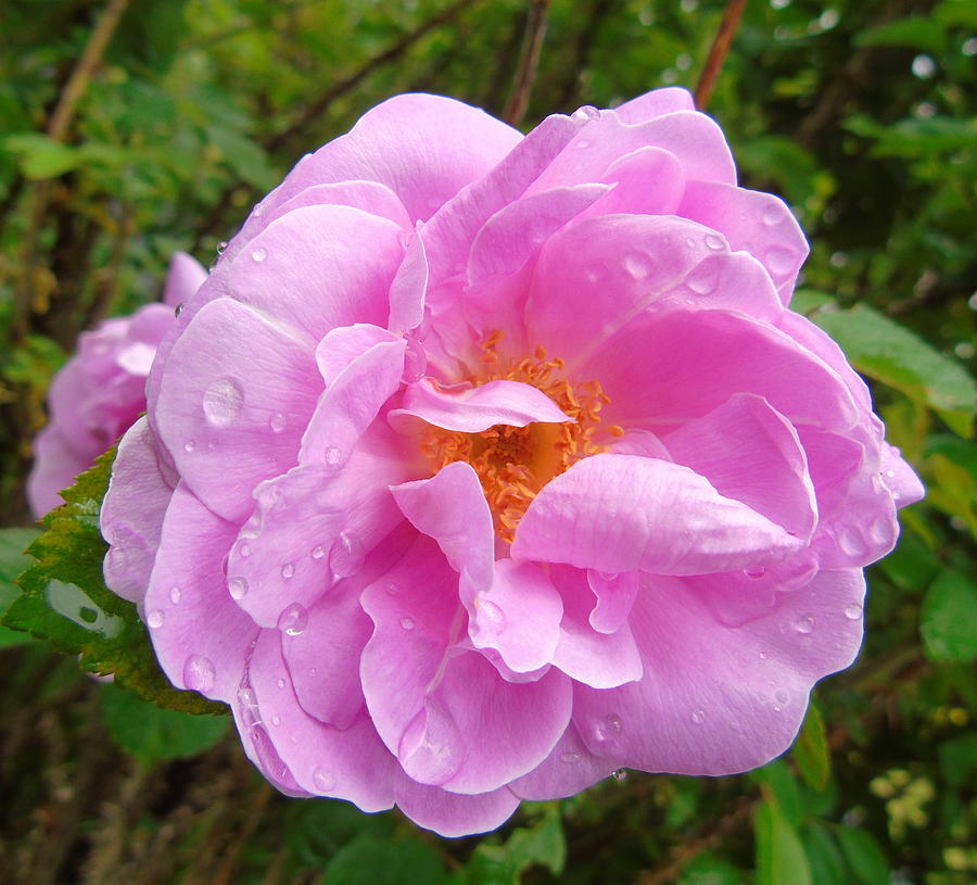 Pink Rose After the Rain Photograph by Susan Lafleur