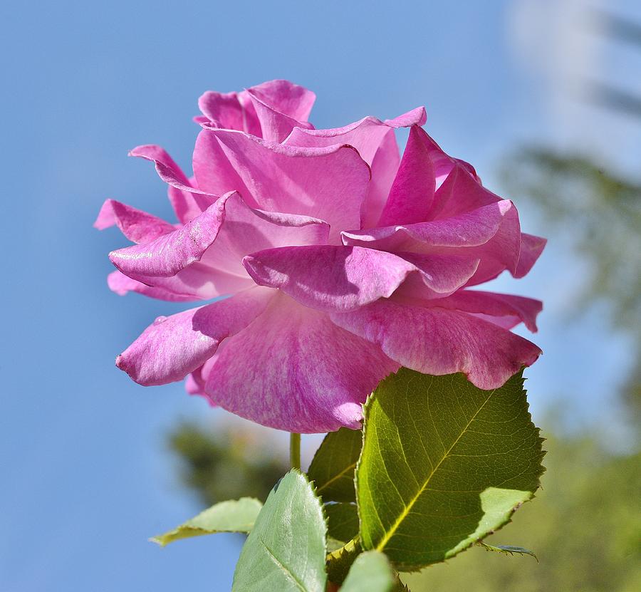 Pink Rose Against Blue Sky I Photograph by Linda Brody