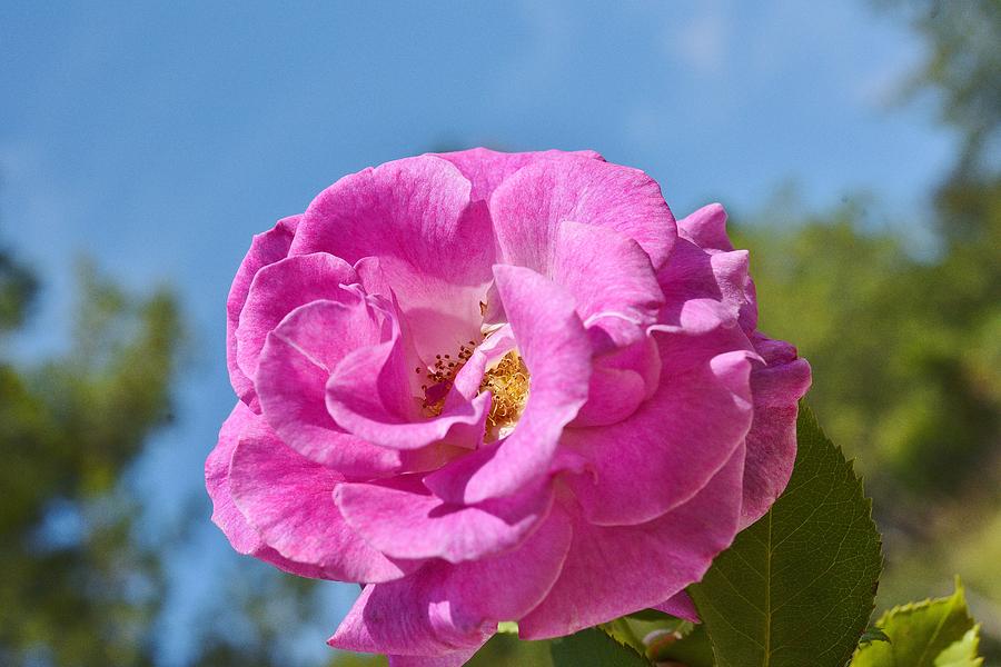 Pink Rose Against Blue Sky II Photograph by Linda Brody