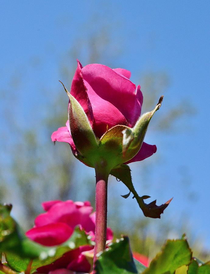 Pink Rose Against Blue Sky IV Photograph by Linda Brody