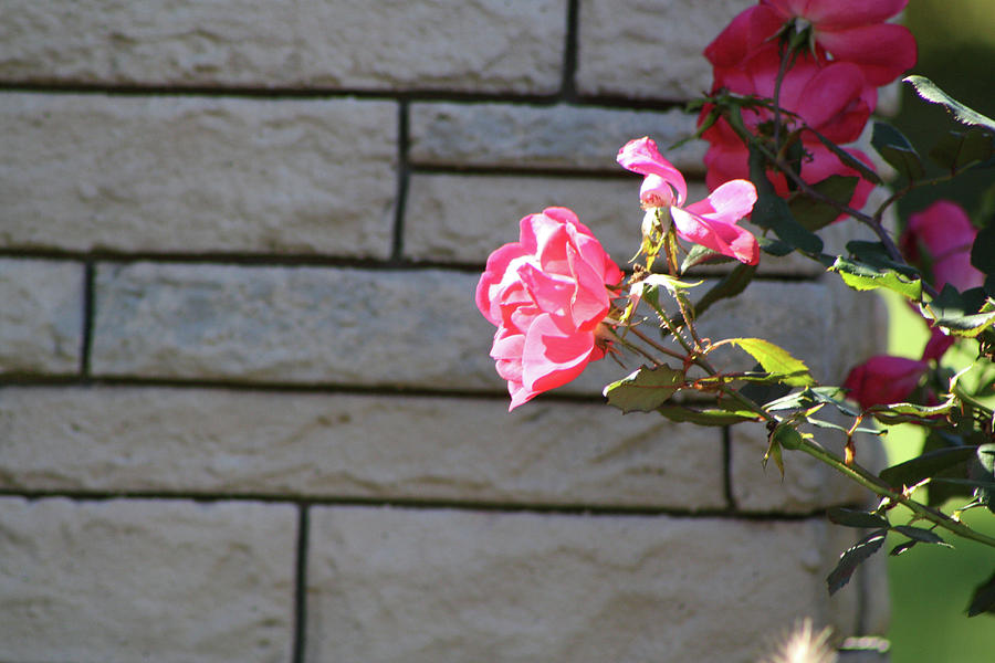 Pink Rose Against Grey Bricks Photograph by Michele Wilson