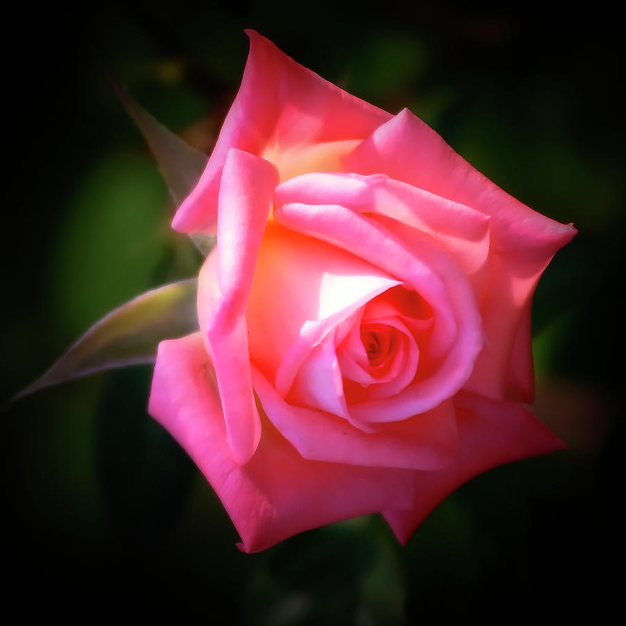 Pink Rose Photograph by Albert Seger
