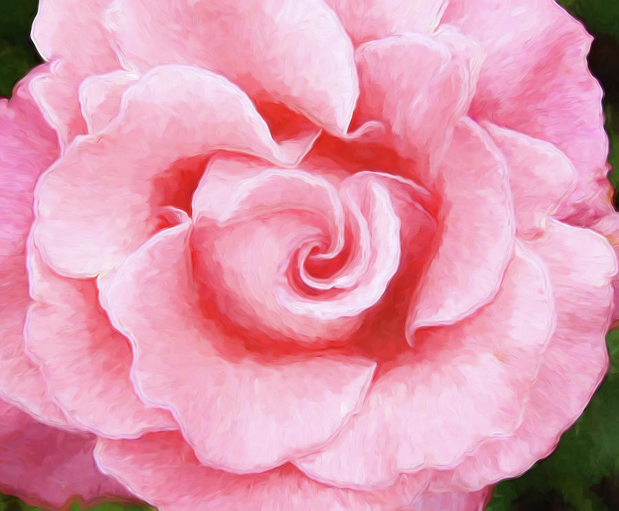 Pink Rose Photograph by Allen Beatty