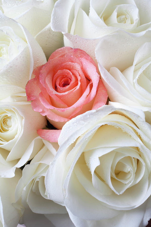 Flower Photograph - Pink rose among white roses by Garry Gay