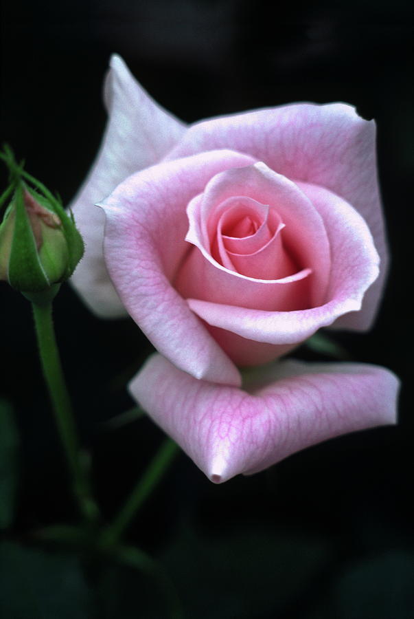 Nature Photograph - Pink Rose and Bud by Sally Weigand