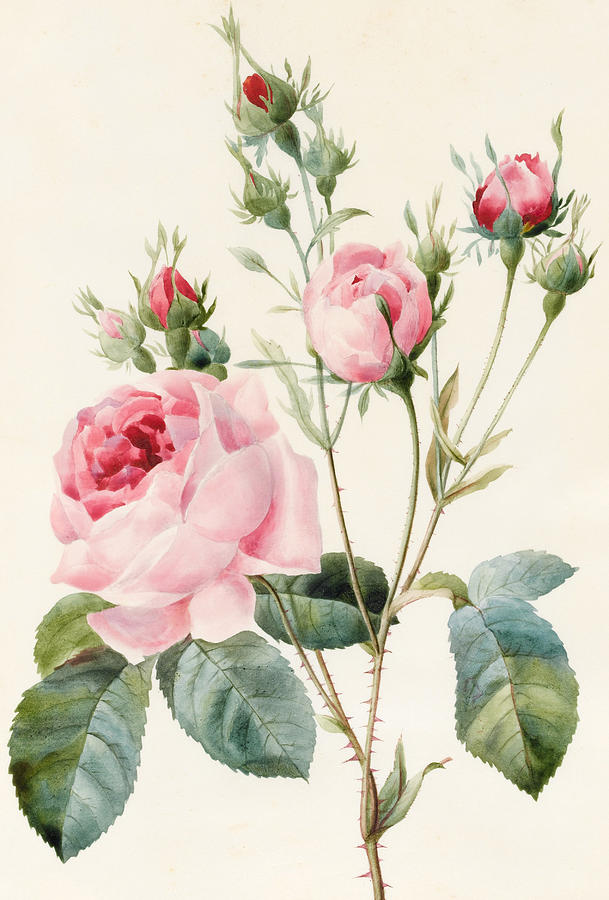 Pink Rose And Buds Painting by Louise D'Orleans