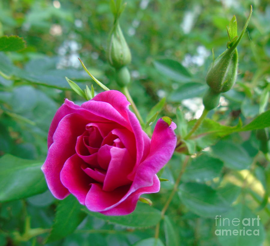 Pink Rose and Buds Photograph by Susan Lafleur