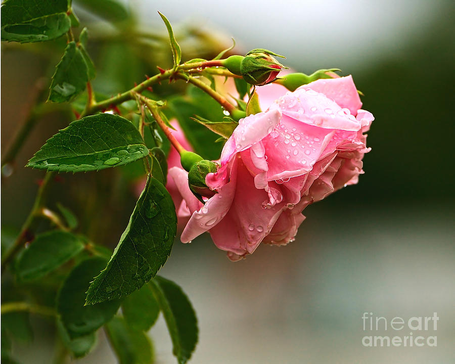 Pink Rose and Raindrops Photograph by Edward Sobuta